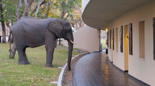 Hwange Safari Lodge