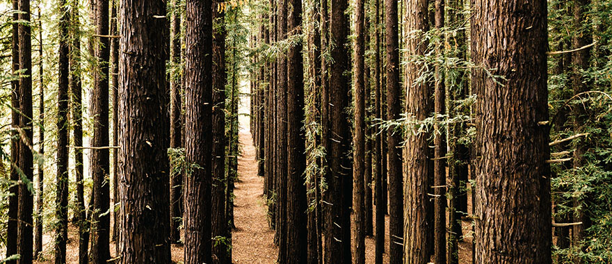 timber image